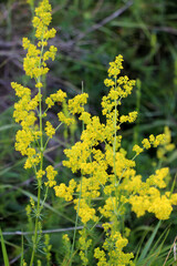 Galium verum grows in nature