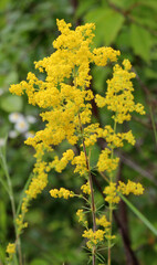 Galium verum grows in nature