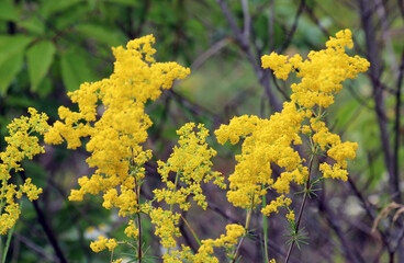 Galium verum grows in nature