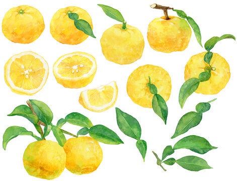 柚子の水彩イラスト　素材セット