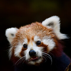 Portrait of a Red Panda (Ailurus fulgens)