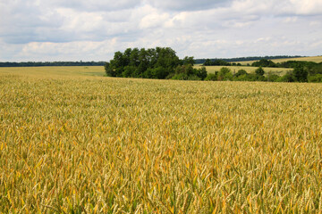 Obraz premium Summer landscape with a wheat field