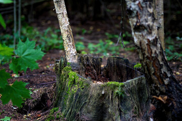 Young birch tree sprouting from an old stump in the forest, a cycle of renewal