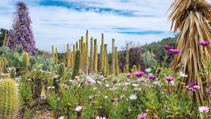Columnar cactus, yuccas, flowering wisteria, other succulents and spring flowers. Spring time,...