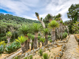 Obraz premium A large clearing with old yuccas with cloudy sky background. Cactus garden in spring. Botanical Park. 