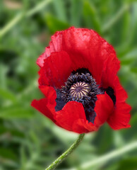 Single Red Poppy