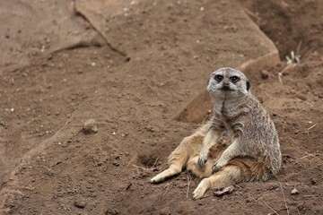 土の上に座るカメラ目線のミーアキャット