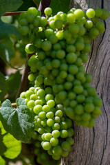 wine grapes on the vine