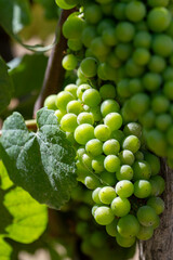 wine grapes on the vine