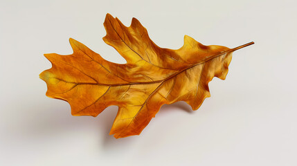 Fototapeta premium Oak leaf on white background.