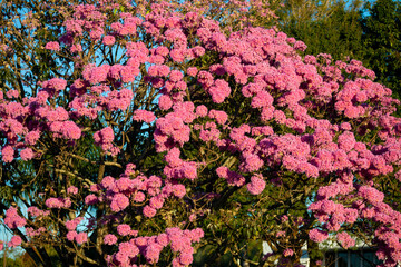 The most beautiful trees in flower: Pink Trumpet Tree (Tabebuia impetiginosa or Handroanthus impetiginosus).