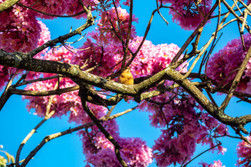 The most beautiful trees in flower: Pink Trumpet Tree (Tabebuia impetiginosa or Handroanthus impetiginosus).