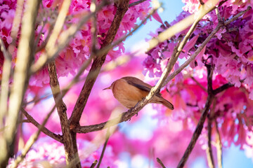 The most beautiful trees in flower: Pink Trumpet Tree (Tabebuia impetiginosa or Handroanthus impetiginosus).
