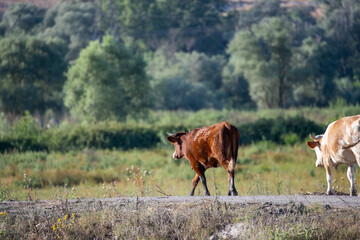 Cows walking along a rural pathway, set against a backdrop of lush green trees and countryside scenery.
