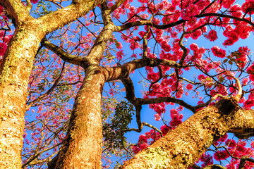 The most beautiful trees in flower: Pink Trumpet Tree (Tabebuia impetiginosa or Handroanthus impetiginosus).