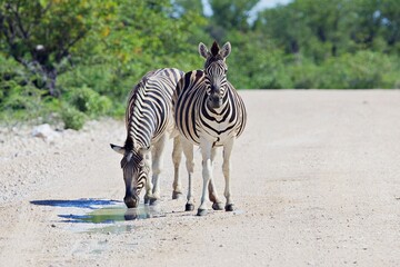Zebras auf Strasse