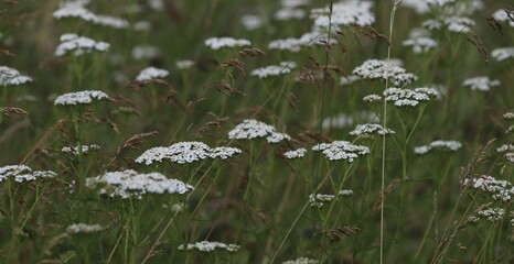 achillée millefeuille © Jacky Jeannet