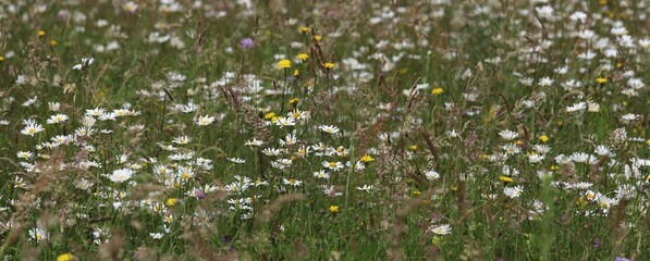 marguerites