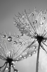 dandelion with water drops