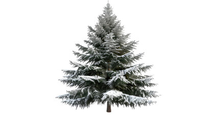 Evergreen tree, banner on background PNG