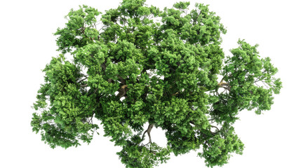 Top view of deciduous tree, transparent background PNG