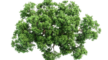 Top view of deciduous tree, transparent background PNG