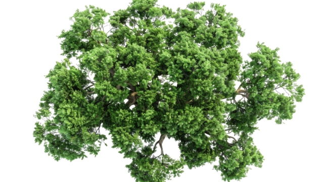 Top view of deciduous tree, transparent background PNG