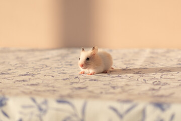 Cute white Syrian hamster portrait. High quality photo