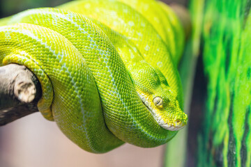 Green tree python Morelia viridis curled up sitting on a branch in natural environment