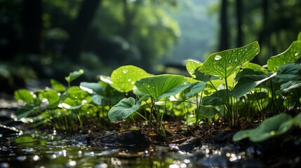 Green plants in jungle after the rain