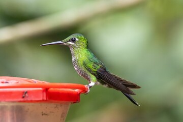 Green crowned brilliant, Heliodoxa jacula, on a bird feeder