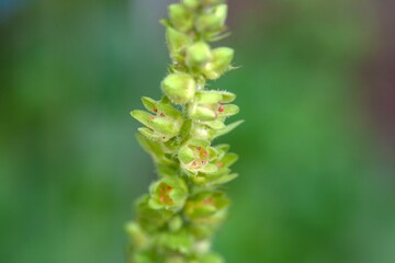 Roundleaf alumroot, Heuchera cylindrica