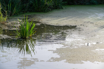 A pond partially covered with algae, surrounded by green vegetation, depicting a natural aquatic ecosystem.
