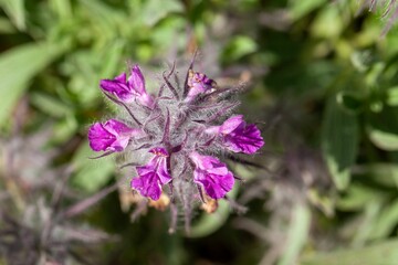 Blossoms of the hedgenettle Stachys lavandulifolia