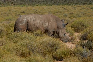 Obraz premium Exposure of South African Rhino done in a South Africa Safari