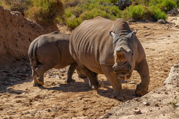 Fototapeta premium Exposure of South African Rhino done in a South Africa Safari