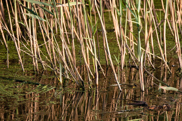 Close-up of tall reeds reflected in calm pond water, showcasing natural aquatic vegetation in a serene setting.
