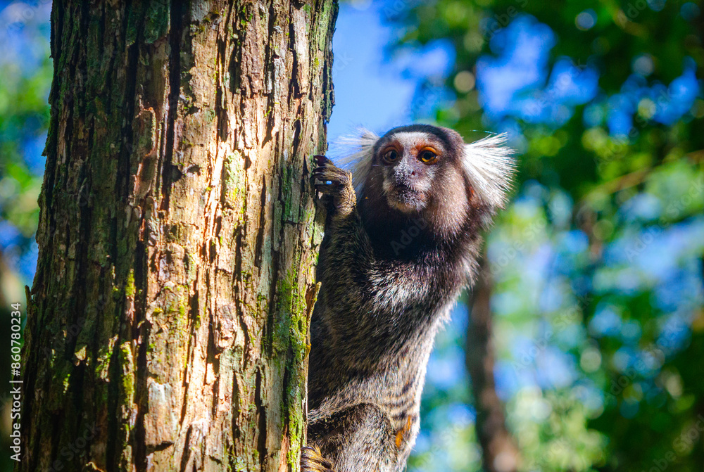 Wall mural monkey in the tree