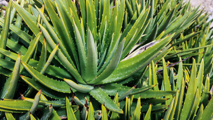 Aloe Vera green background. Rockery, botanical garden with cacti and succulents. Pinya de Rosa. Blanes, Spain.