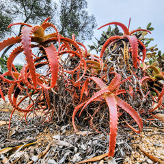 Bush of Red Aloe Vera look like octopuses. Rockery, botany garden with cacti and succulent. Pinya de Rosa. Blanes, Spain.