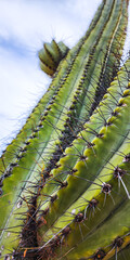 Giant Cactus Close-up of needle-like spines.  Stenocereus thurberi, the organ pipe cactus.Cactus...