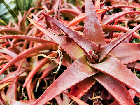 Red Aloe Vera Close-up.  Red leaves background. Rockery, botany garden with cacti and succulent. Pinya de Rosa. Blanes, Spain.
