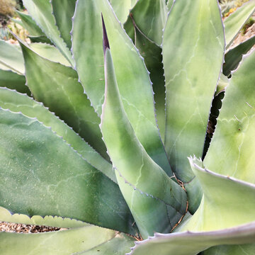 Large leaf bud of a giant Agave with a black spine at the tip. Close up, Cactus garden "Pinya de Rosa" Spain Blanes.