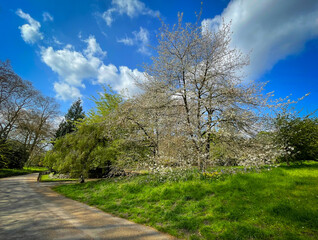 View of a road in Hyde Park, London at springtime