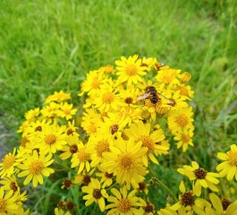 Close up photo of yellow flowers, Senecio jacobaea, also called common ragwort or Jacobaea vulgaris, with a hoverfly, Eristalis nemorum,  sitting on top of one of the flowers. Concept of summer. 