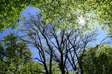 trees in the sky