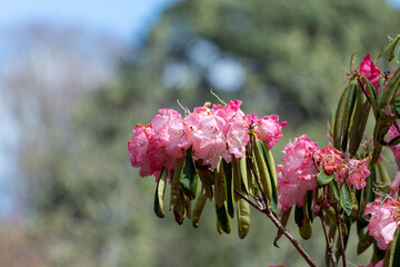 Close up of pink Rhododendron flowers in bloom