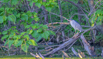 Black-crowned night heron perched on a tree branch over a pond in summer.