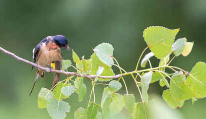 Barn swallow preening as it perches on a tree branch.