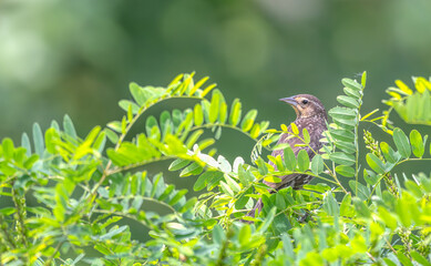 Female red-winged blackbird perched in a tree surrounded by bright green leaves.